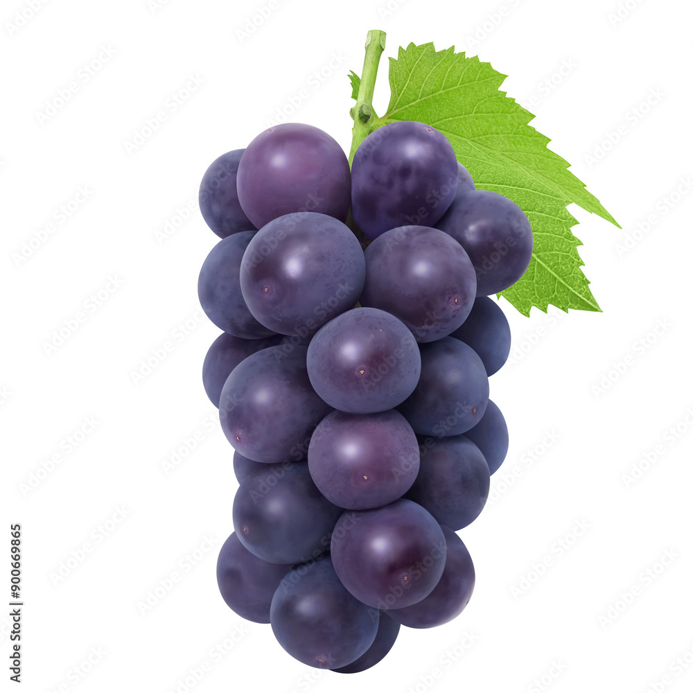 Fototapeta premium 巨峰 イラスト リアル 葡萄