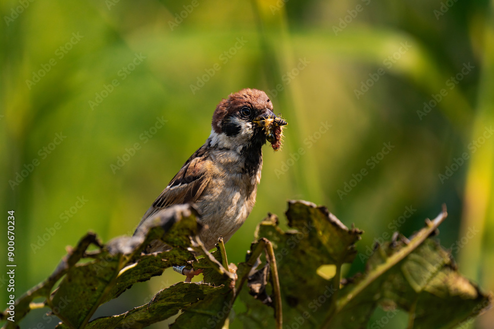Sparrow sitting on a plant with a caterpillar in its mouth Sparrow sitting on a plant with a caterpillar in its mouth