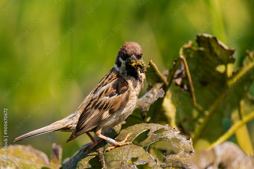 Sparrow sitting on a plant with a caterpillar in its mouth Sparrow sitting on a plant with a caterpillar in its mouth