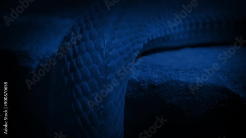 Snake Moves Up Over Ledge At Night