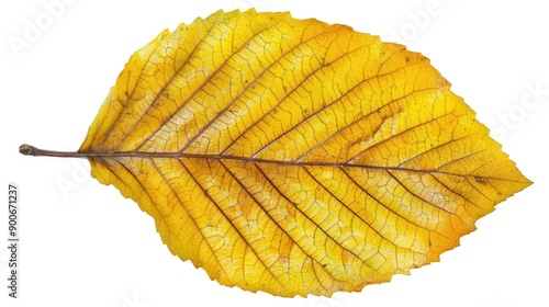 A vibrant yellow leaf showcasing intricate veins and texture, perfect for autumn, nature, or botanical-themed projects.