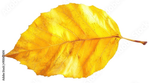 A vibrant yellow leaf showcasing the beauty of autumn, perfect for nature-themed designs and seasonal projects.