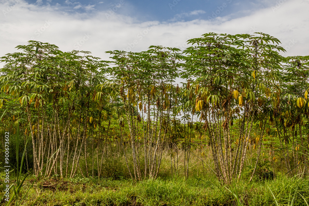 Cassava plantation in the crater lakes region near Fort Portal, Uganda Cassava plantation in the crater lakes region near Fort Portal, Uganda