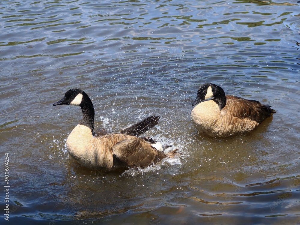 Fototapeta premium Canada Goose（カナダ雁）