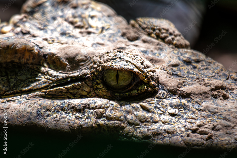 Fototapeta premium Nile Crocodile (Crocodylus niloticus) Found in Sub-Saharan Africa
