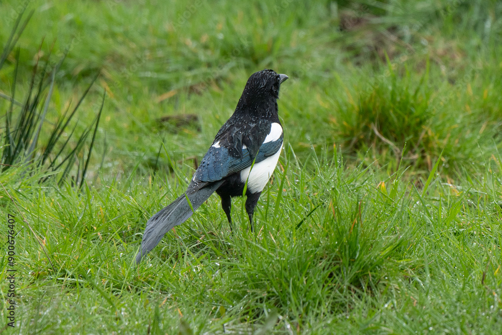 Pie bavarde,.Pica pica, Eurasian Magpie Pie bavarde,.Pica pica, Eurasian Magpie