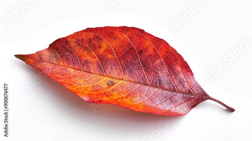 Beautiful red leaf showcasing vibrant autumn colors against a clean white background, perfect for nature-themed projects.