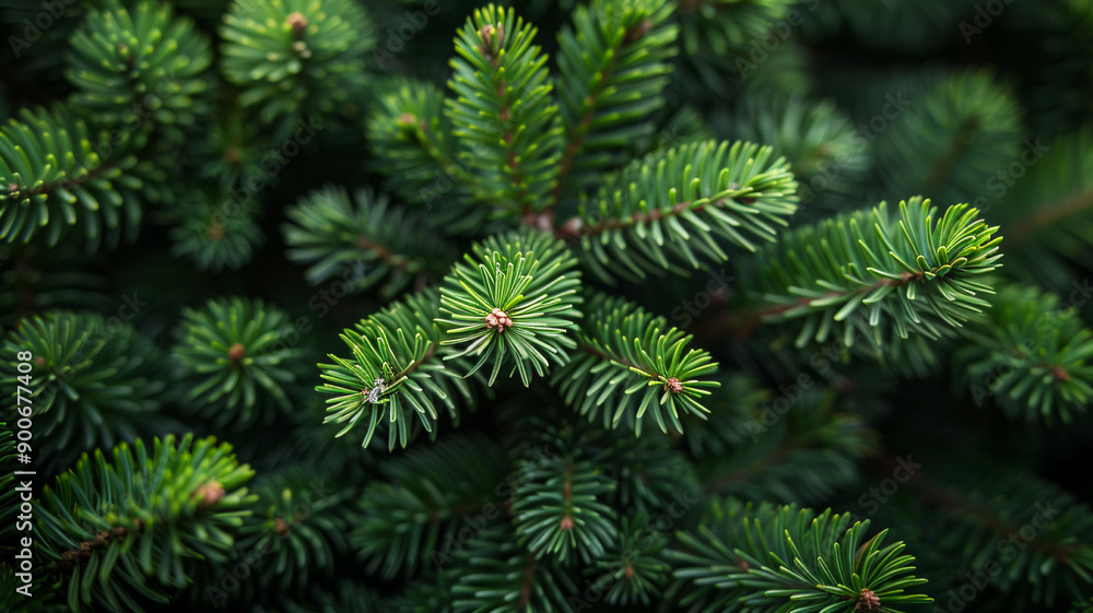 Beautiful fluffy green spruce paws, close-up Beautiful fluffy green spruce paws, close-up