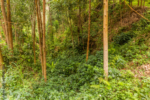 Forest near Kilembe village, Uganda photo