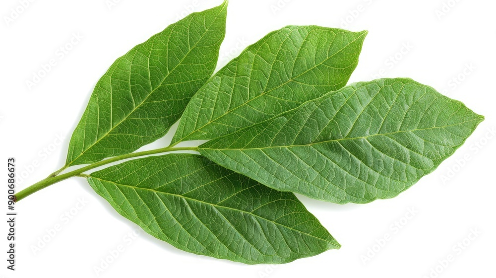 Fresh green leaves with a vibrant texture, perfect for nature-themed projects, backgrounds, or environmental designs. Fresh green leaves with a vibrant texture, perfect for nature-themed projects, backgrounds, or environmental designs.