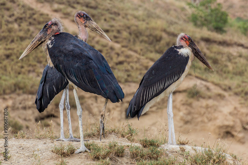 Marabou storks (Leptoptilos crumenifer) near Kazinga Channel, Uganda photo