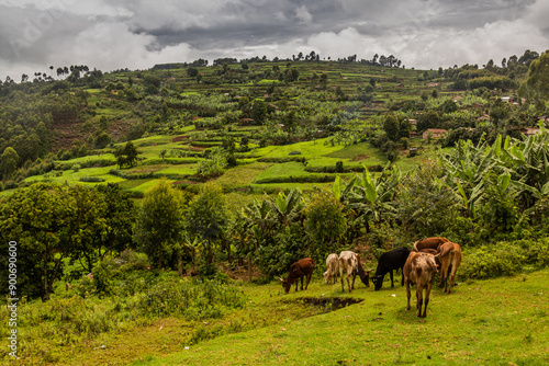 Lush landscape near Kabale, Uganda photo