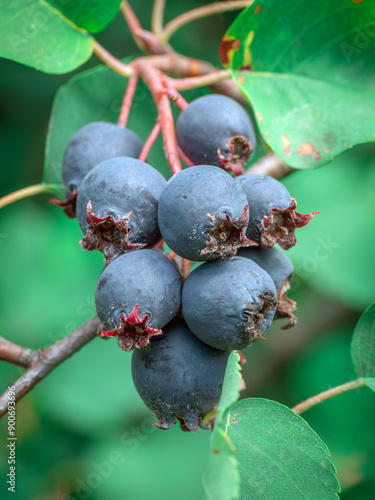 Bunch of chokeberries. Close-up