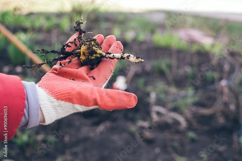 Lily bulb on palm in working gardening glove close-up photo