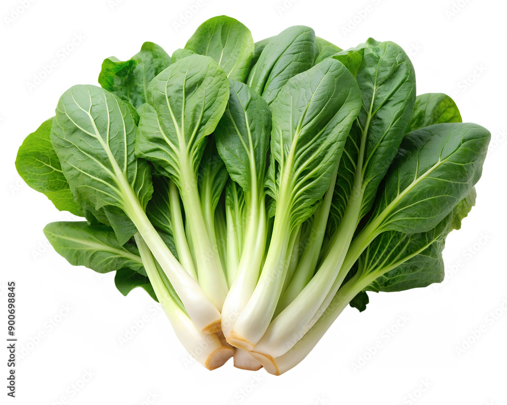 kangkong--water-spinach--white-background kangkong--water-spinach--white-background