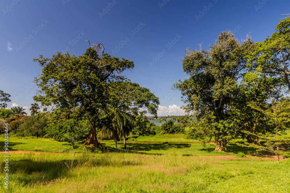 Landscape of Entebbe Botanical Gardens, Uganda Landscape of Entebbe Botanical Gardens, Uganda