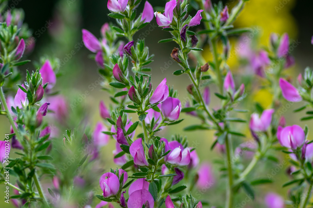 Ononis spinosa light pink and white wild flowering plant on slovenian alpine meadow, group of spiny restharrow flowers in bloom Ononis spinosa light pink and white wild flowering plant on slovenian alpine meadow, group of spiny restharrow flowers in bloom