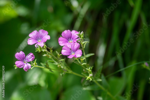 Linum viscosum pale pink flax flowers in bloom, wild flowering plant in Slovenia mountains photo