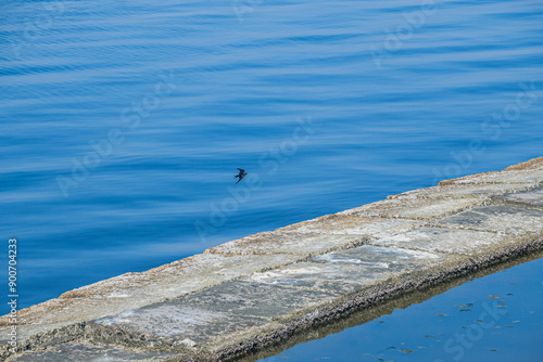 Bird over lake Qarun in El Fayoum, Egypt photo