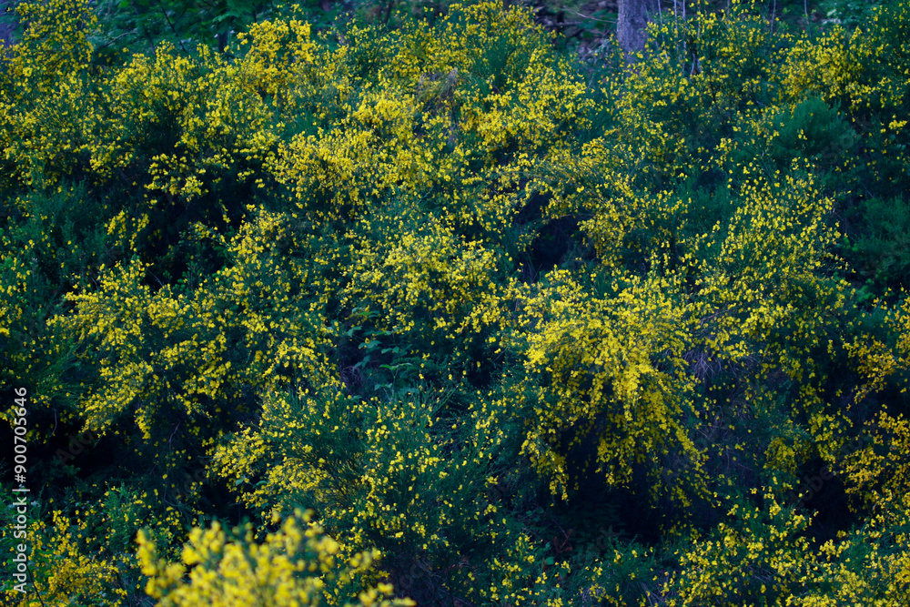 Acacia jaune Acacia jaune