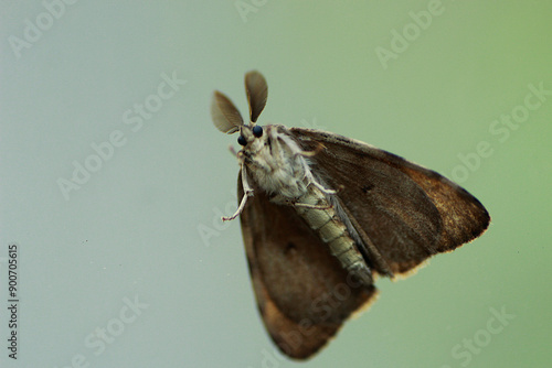 Фотография bombyx disparate papillon