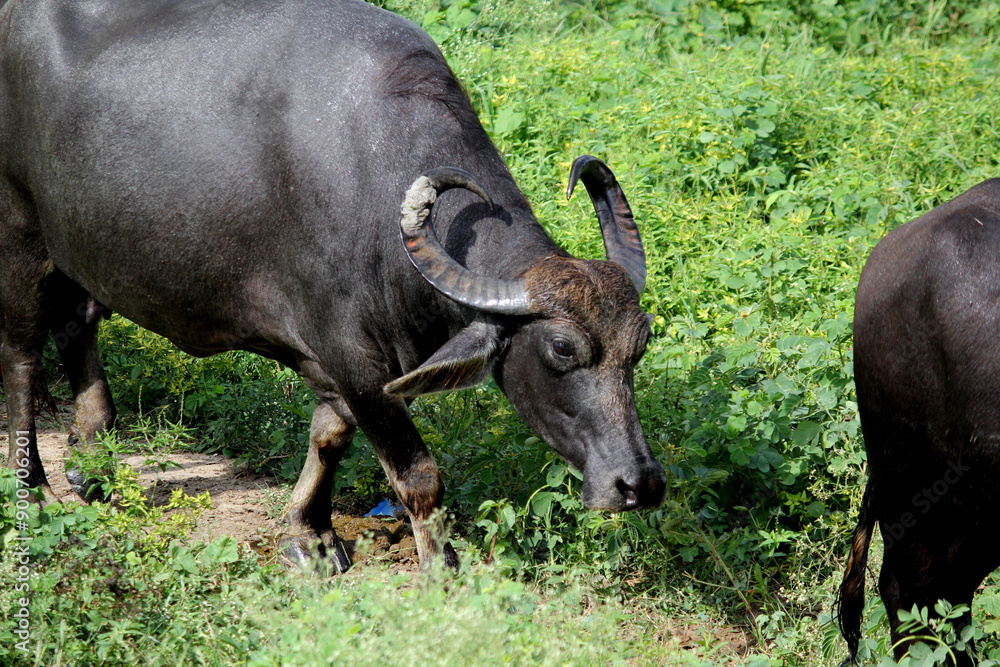 italaina mediterranean buffalo walking on the roads and agriculture farm lake italaina mediterranean buffalo walking on the roads and agriculture farm lake
