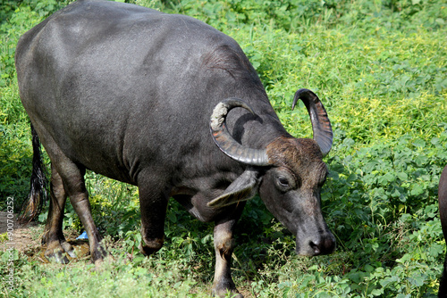 italaina mediterranean buffalo walking on the roads and agriculture farm lake photo