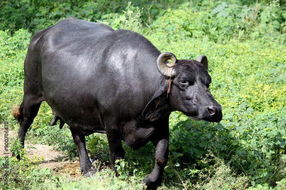 italaina mediterranean buffalo walking on the roads and agriculture farm lake italaina mediterranean buffalo walking on the roads and agriculture farm lake
