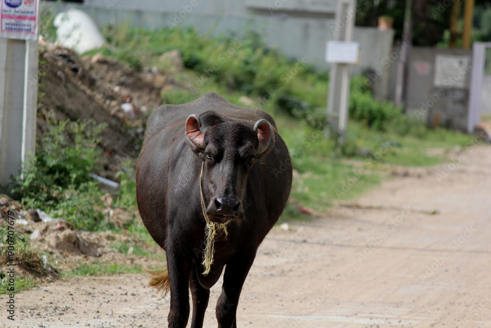 italaina mediterranean buffalo walking on the roads and agriculture farm lake italaina mediterranean buffalo walking on the roads and agriculture farm lake