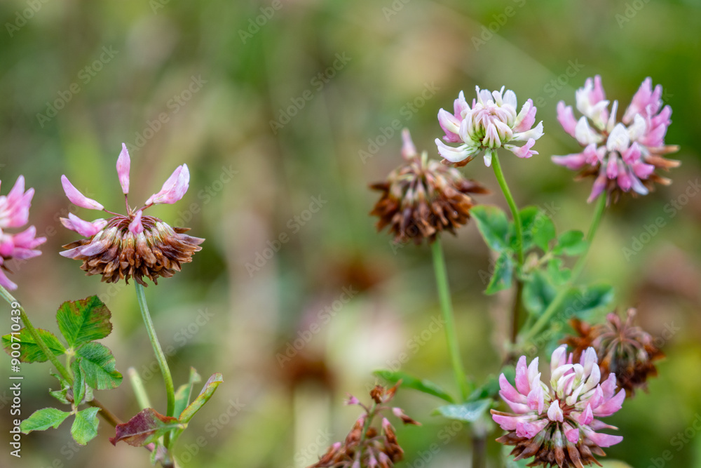 Trifolium hybridum, the alsike clover, is a species of flowering plant in the pea family Fabaceae. Potter Marsh Wildlife Viewing Boardwalk, Anchorage, Alaska Trifolium hybridum, the alsike clover, is a species of flowering plant in the pea family Fabaceae. Potter Marsh Wildlife Viewing Boardwalk, Anchorage, Alaska