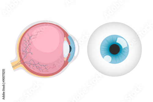 Anatomical illustration of the eyeball, round Eye ball human.
