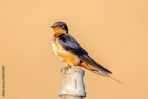 cliff swallow