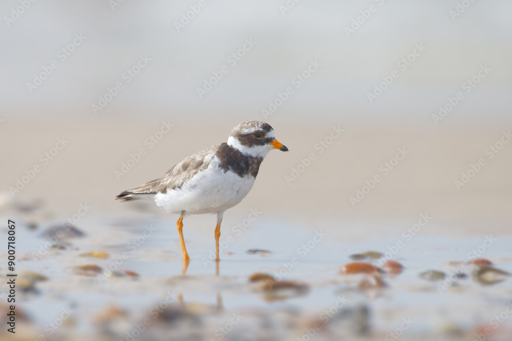 Charadrius hiaticula Sandregenpfeifer Charadrius hiaticula Sandregenpfeifer
