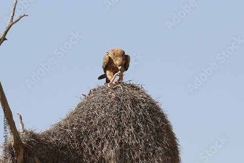 A Tawny eagle (Aquila rapens) devouring a large molesnake it had caught. It is perched on top of a Sociable weaver nest.