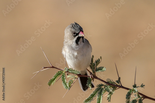 A Scaly-feathered finch (Sporopipes squamifrons) perched in a thorn tree. photo