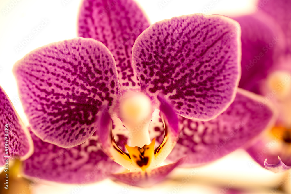macrophotograph of a fuchsia pink orchid in close-up on a white background macrophotograph of a fuchsia pink orchid in close-up on a white background