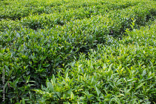 Matsesta tea plantation with neat rows of green bushes with lush foliage on the hills and copy space on a summer day in Sochi Russia photo