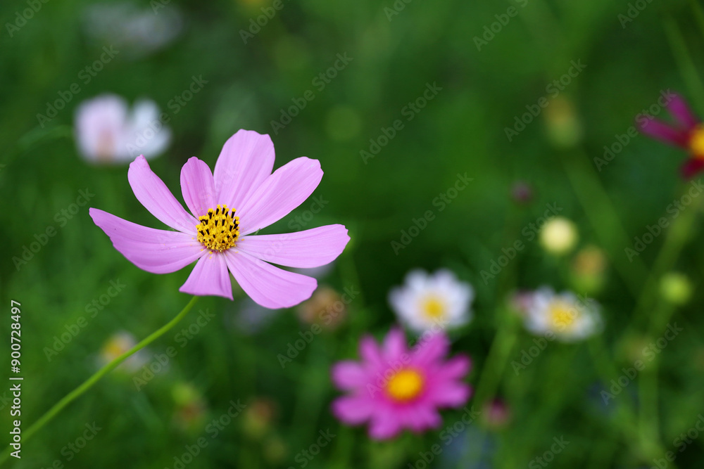 Pink Cosmea flowers in green grass, summer garden Pink Cosmea flowers in green grass, summer garden