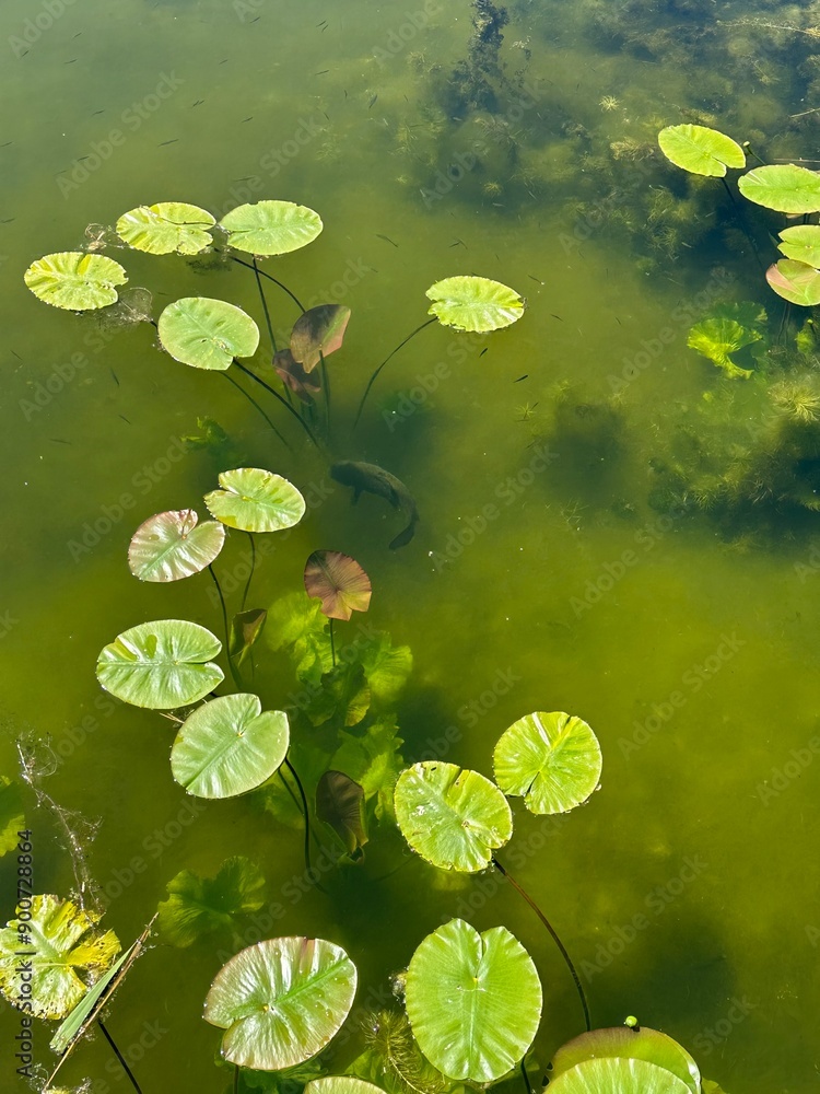 Water lily leaves and fish Water lily leaves and fish