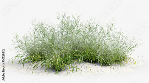Fototapeta Naklejka Na Ścianę i Meble -  bush isolated on white background