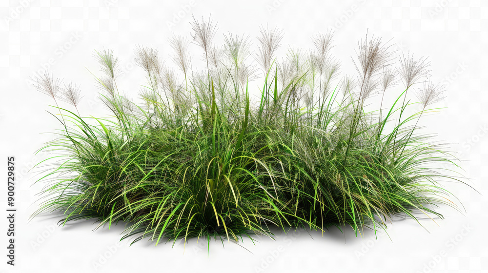 bush isolated on white background bush isolated on white background