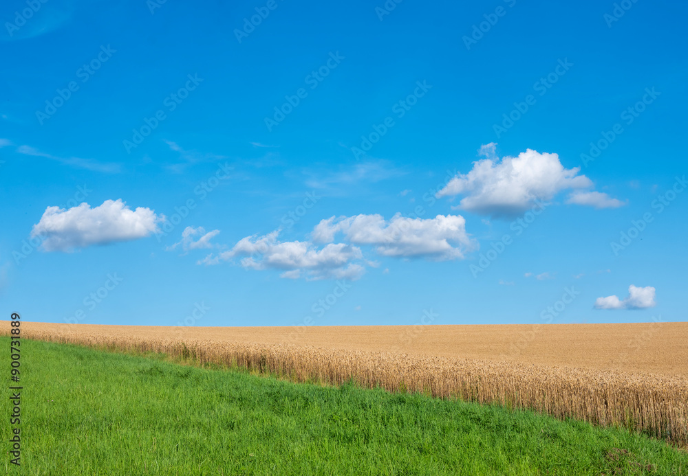 Fototapeta premium golden cornfield and blue sky with white clouds
