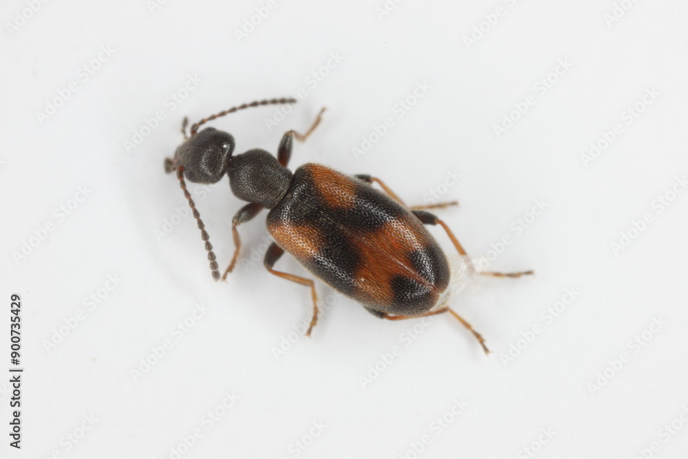 Antlike flower beetle (Anthicus antherinus). Not often seen species of the family. Antlike flower beetle (Anthicus antherinus). Not often seen species of the family.