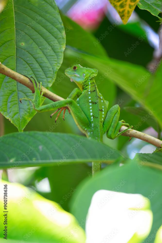 Naklejka premium Green Basilisk (Basiliscus plumifrons) spotted outdoors