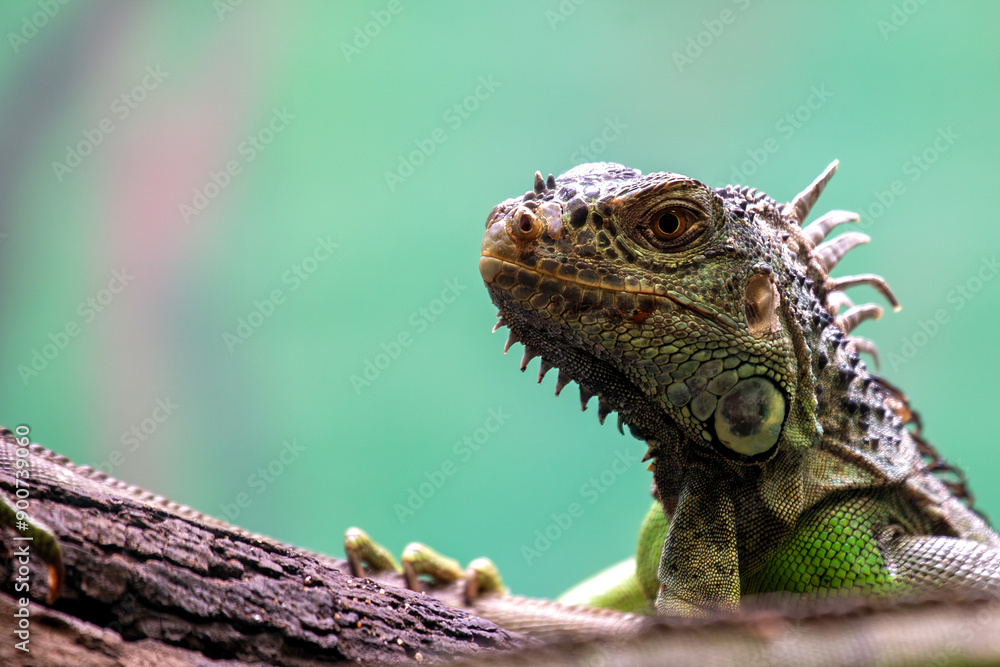 Obraz premium Green Iguana (Iguana iguana) spotted outdoors