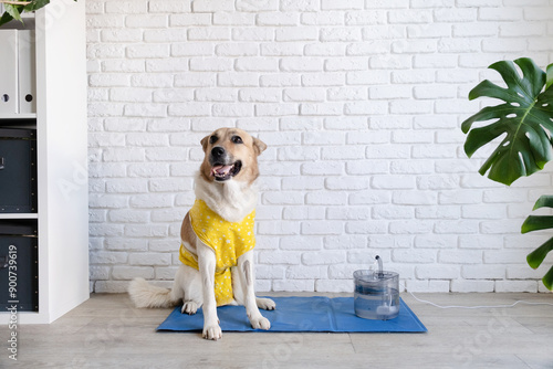 Quadro em tela Dog with after surgery clothes sitting on blue cooling mat with water fountain a