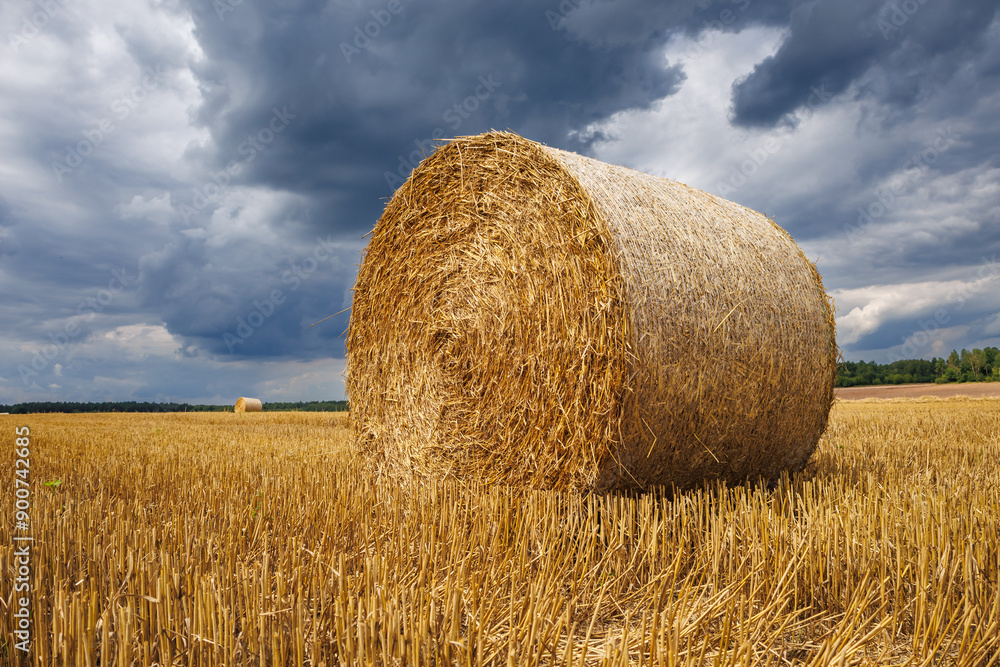 hay bales on harvested wheat field. cattle straw bedding hay bales on harvested wheat field. cattle straw bedding