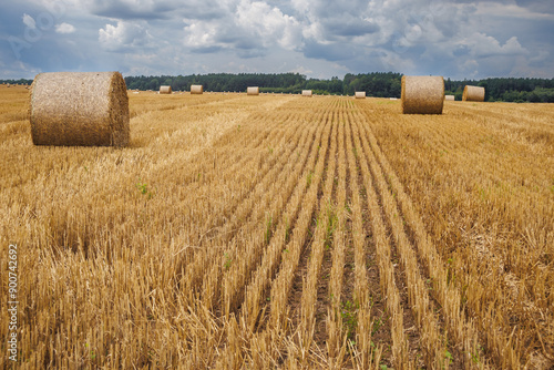 hay bales on harvested wheat field. cattle straw bedding