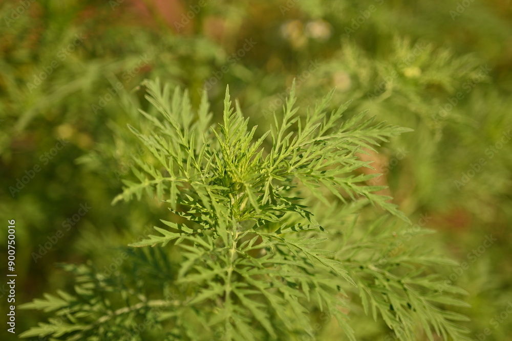 green leaves of ragweed close-up as a background, green branches of ragweed photo from above
green leaves of ragweed close-up as a background, green branches of ragweed photo from above