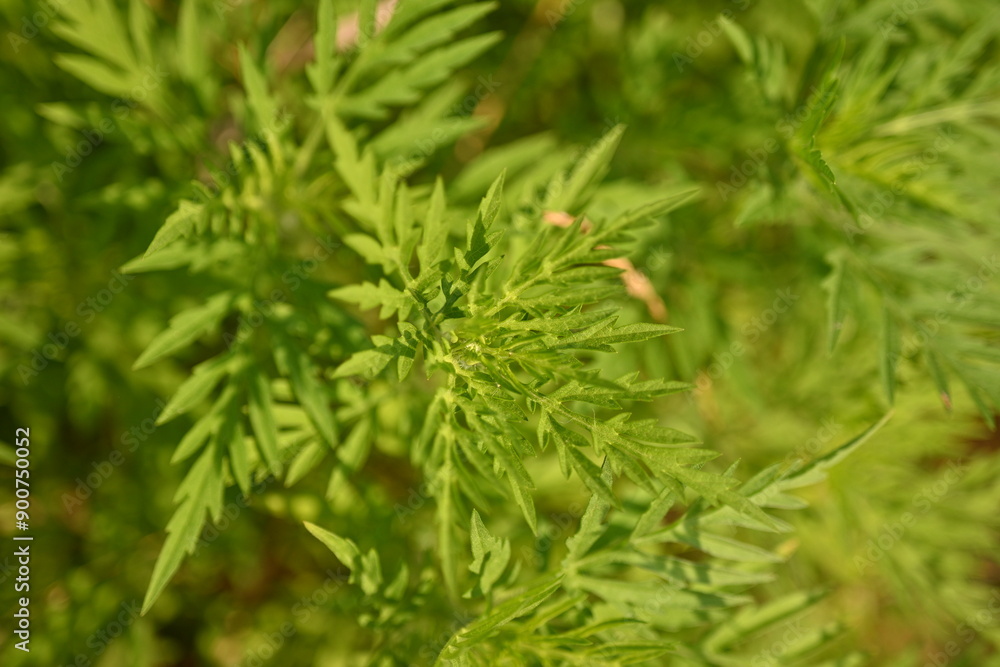 green leaves of ragweed close-up as a background, green branches of ragweed photo from above
green leaves of ragweed close-up as a background, green branches of ragweed photo from above